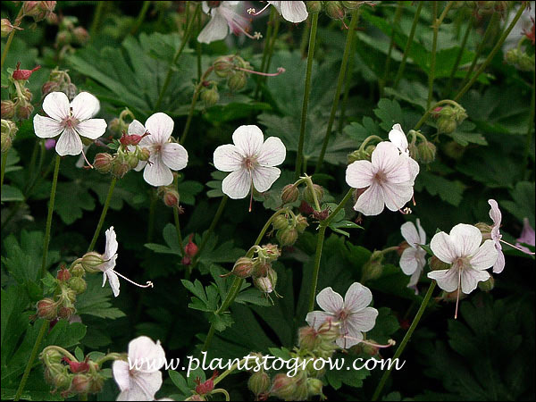 Geranium Biokovo (Geranium x cantabrigiense)